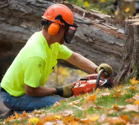 tree services Cedarhurst